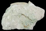 Otodus Shark Tooth Fossil In Rock - Eocene #86982-1